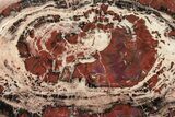 Red/Black Petrified Wood (Araucarioxylon) Round - Arizona #239328-1